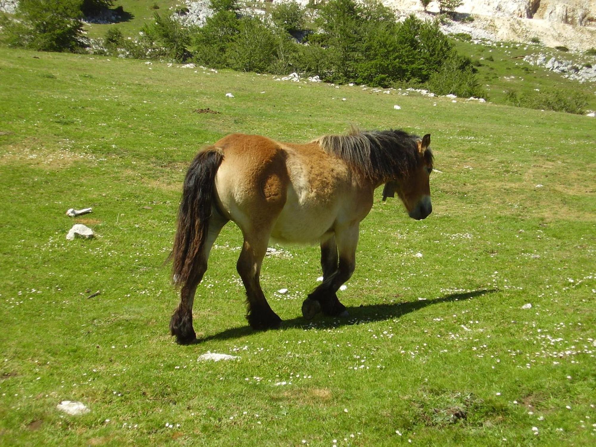 Séjour à la campagne Erburu Urdiain